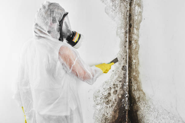 Best White Mold Remediation in Gloverville, SC