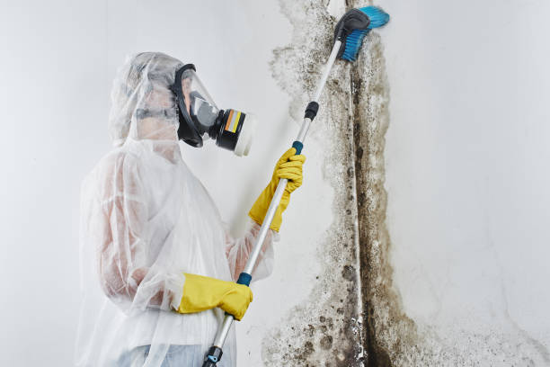 Best Residential Mold Remediation in Gloverville, SC