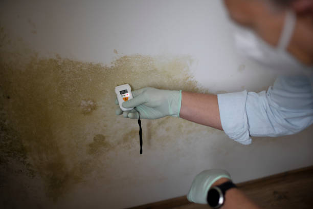 Best Basement Mold Remediation in Gloverville, SC
