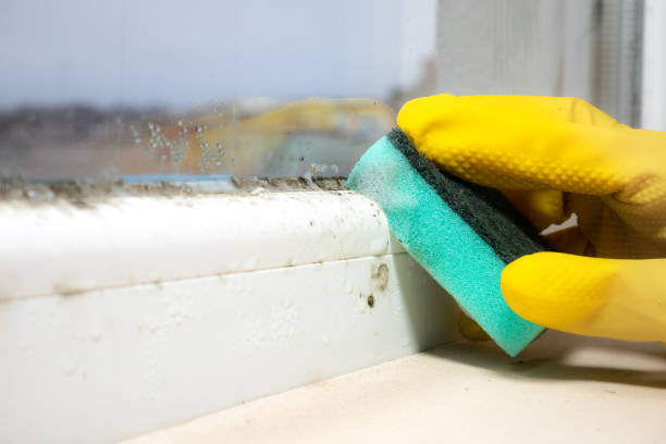 Best Insurance-Related Mold Remediation in Gloverville, SC