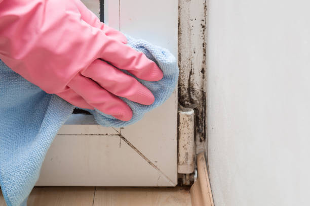 Trusted Gloverville, SC Mold Remediation Experts
