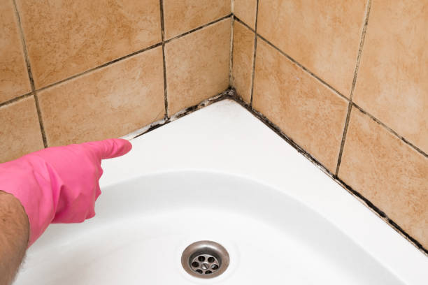 Best DIY Mold Remediation Support Services in Gloverville, SC